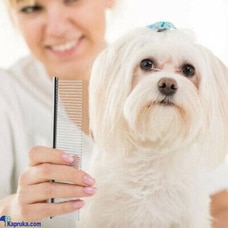 Pet Dog Grooming Stainless Steel Double Rounded Teeth Hair Fur Comb Brush for Puppies Dogs Cat Pets Buy Rav & Company Online for PETCARE