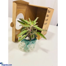 Hawaii Cactus Cutie Buy Cactus Cuties Online for Flowers