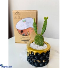 Stick With You Bunny Cactus Buy Cactus Cuties Online for Flowers