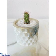 Solar Symphony Cactus Cutie Buy Cactus Cuties Online for Flowers
