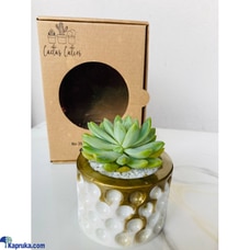Lush Lilac Cactus Cutie Buy Cactus Cuties Online for specialGifts