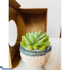 Prismatic Petal Cactus Cutie Buy Cactus Cuties Online for specialGifts