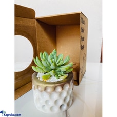 Sunkissed Sempervivum Cactus Cutie Buy Cactus Cuties Online for specialGifts