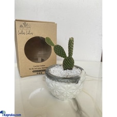 Desert Bunny Cactus Cutie Buy Cactus Cuties Online for specialGifts