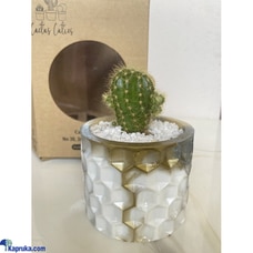 Spiky Symphony Cactus Cutie Buy Cactus Cuties Online for specialGifts