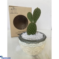 Spiky Bunny Cactus Cutie Buy Cactus Cuties Online for specialGifts