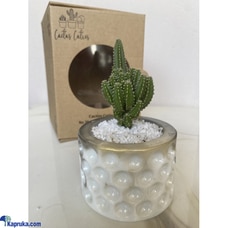 Dazzling Castle Cactus Cutie Buy Cactus Cuties Online for Flowers