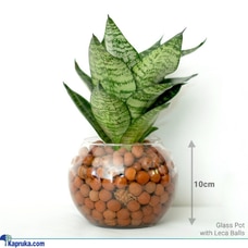 Sansevieria in Glass Pot with LECA Balls (Snake Plant) Buy None Online for specialGifts