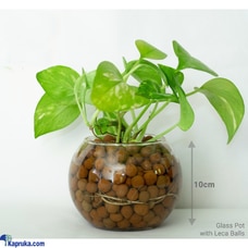 Pothos Plant in Glass Pot with LECA Balls Buy None Online for specialGifts