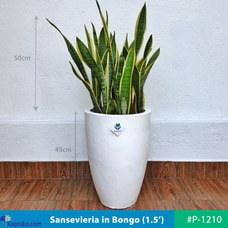 Sansevieria in Bongo Shaped White Pot Buy PlantMe Online for specialGifts
