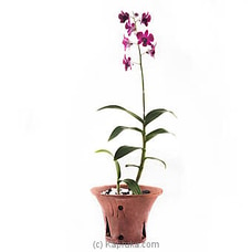 Dendrobium Orchid Plant Buy Flower Delivery Online for specialGifts