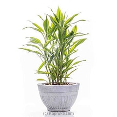 Sanderiana Gold Indoor Live Plant Buy Flower Delivery Online for specialGifts