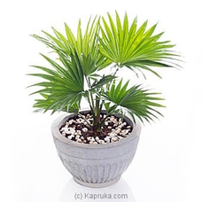 Livistona Indoor Plant at Kapruka Online