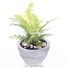 Silver Lady Plant Buy Flower Republic Online for flowers