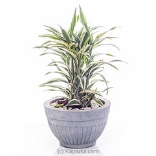 Sanderiana White Indoor Live Plant Buy Flower Republic Online for flowers