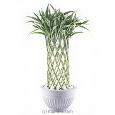 Sandriyana Decorative Plant Buy Flower Delivery Online for specialGifts