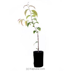 Uguressa Plant at Kapruka Online