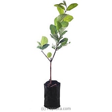 Guava Plant Buy Flower Delivery Online for specialGifts
