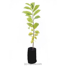 Soursop Plant (Katu Anoda) at Kapruka Online