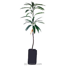 karthakolomban Mango Plant at Kapruka Online
