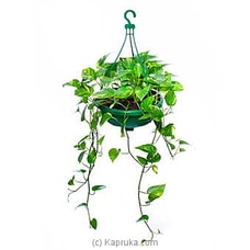 Scindapsus Aureus Hanging Pot   Buy Flower Delivery Online for specialGifts