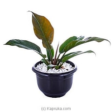 Philodendron Xanadu Buy Flower Delivery Online for specialGifts