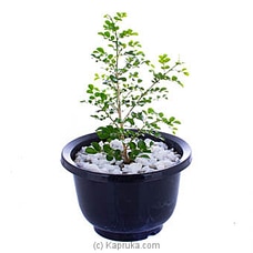 Murraya Paniculata (Kuru Atteriya) Buy Flower Delivery Online for specialGifts