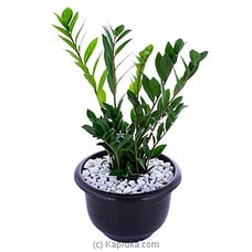 Zamioculcas (Lucky Plant) at Kapruka Online