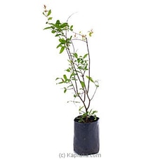 Pomegranate Plant Buy fathers day Online for specialGifts