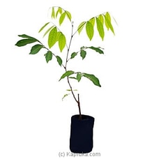 Rambutan Plant at Kapruka Online
