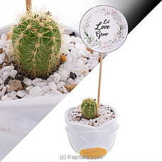 Let Love Grow Cactus Plant Buy Flower Republic Online for flowers