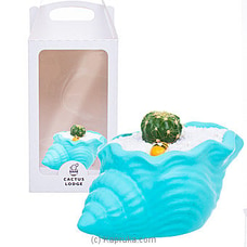 Domino Cactus In Conch Shell Buy teachers day Online for specialGifts