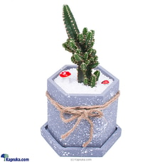 Fairy of My Life - Fairy Castle Cactus With Marble Hand Made Cement Pot Buy Flower Republic Online for flowers