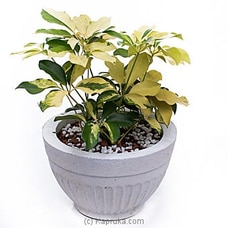 Saplera Yellow Leaf Buy Flower Republic Online for flowers