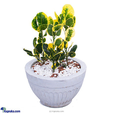 Yellow Apple Croton Buy Flower Republic Online for flowers