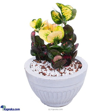 Thai Verigated  Croton Buy Flower Republic Online for flowers
