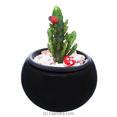 Baby Cactus In A  Ceramic Pot  By Flower Republic  Online for flowers
