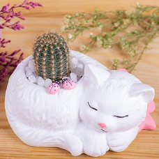pussy cat Cactus Plant Buy teachers day Online for specialGifts