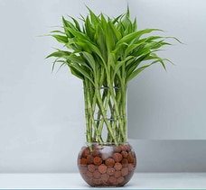 Lucky Bamboo Plant - Indoor Plant(Leca Balls, Pot And Lucky Bamboo Plant) Buy Flower Delivery Online for specialGifts