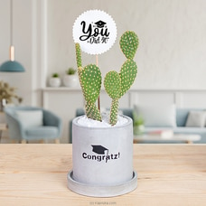 Congratz And You Did It !- Cactus Plant - Gift for Achievement- Gift For Graduation Celebration Buy same day delivery Online for specialGifts