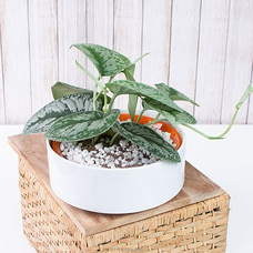 Phillodrendan Trebi Home Decor Indoor Plant Buy Flower Delivery Online for specialGifts