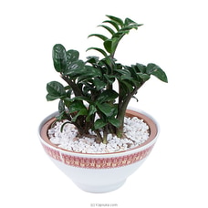 Zemioculcas Zenni Home Decor Indoor Plant Buy Flower Delivery Online for specialGifts