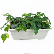 Philodendron Indoor,Homedecor Plant Buy Flower Delivery Online for specialGifts