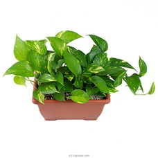 Philodendron Aureuse  Home Decor Indoor Plant Buy Flower Delivery Online for specialGifts