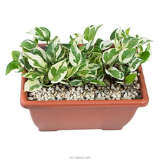 Topical Green Indoor Plant Buy Flower Republic Online for flowers
