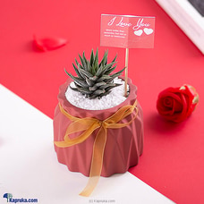Cheer Cactus Planter Buy Flower Republic Online for flowers