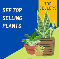 See Top Selling Plants at Kapruka Online