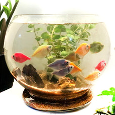 Aquarium Loveland -The Fish Glass Bowl For Lovers 4 Pairs Of  Tetra Fish Buy valentine Online for specialGifts