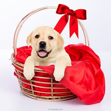 The Randy- Real Puppy - Labrador Puppies- Home For  A Puppy- Gift For Dog Lovers  By NA  Online for specialGifts