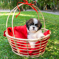 The Gizmo - Real Puppy - shih tzu Puppies- Home For A Puppy- Gift For Dog Lovers Buy valentine Online for specialGifts